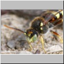 Nomada lathburiana - Wespenbiene m15.jpg